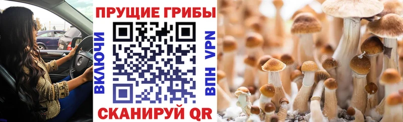 Купить закладки  Олонец  Галлюциногенные грибы MAGIC MUSHROOMS 